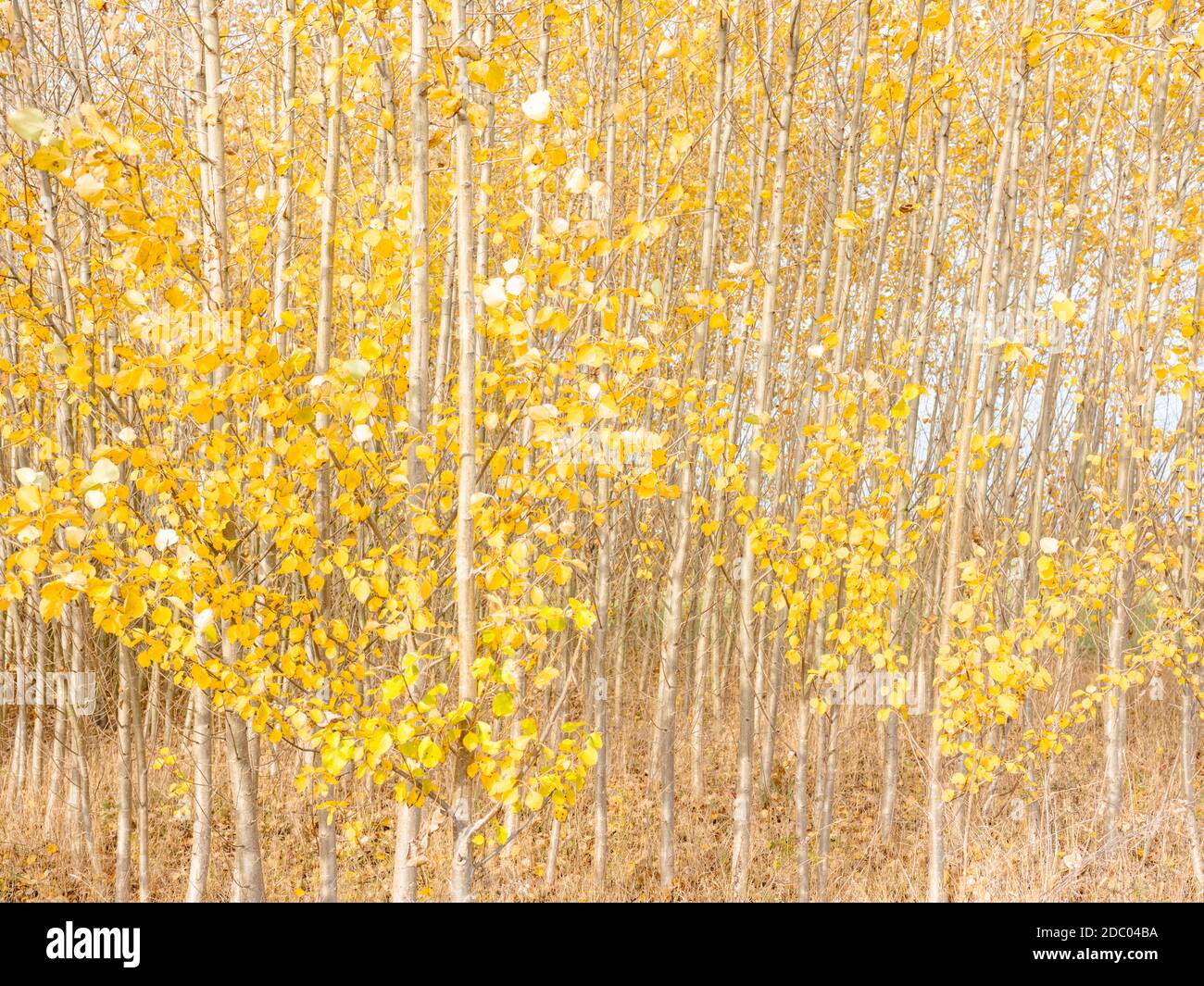 Grove con foglie d'autunno Foto Stock