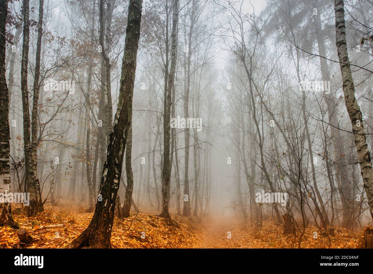 Scenario percorso in spaventosa foresta nebbiosa. Paesaggio colorato con foresta foggy, arancio fogliame in autunno. Fata foresta in autunno. Boschi di caduta. Alberi incantati. Foto Stock