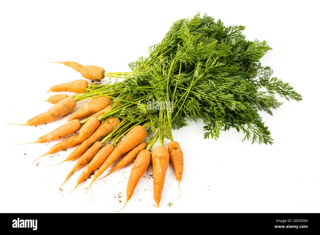 mazzo di carote su sfondo bianco Foto Stock