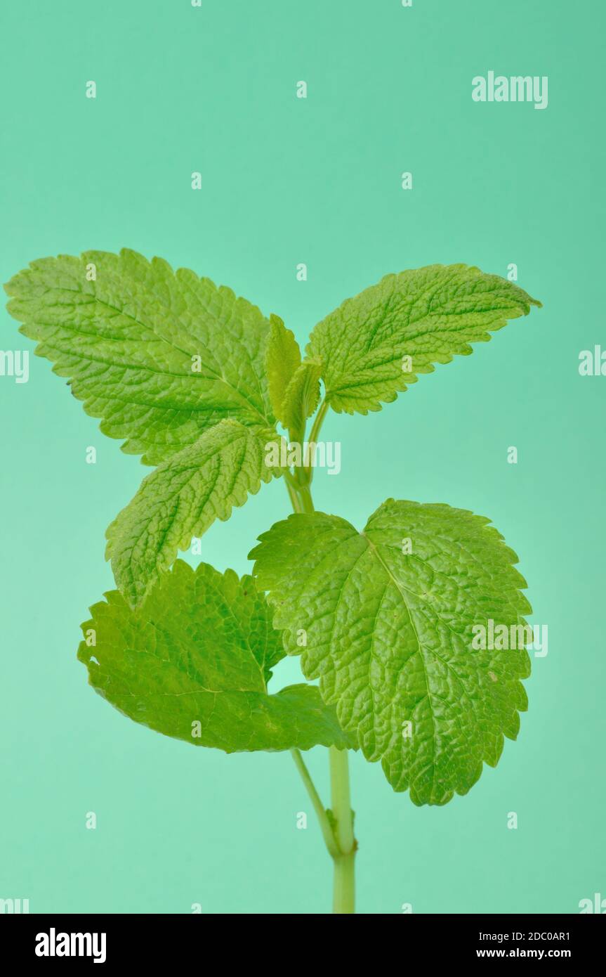 Melissa,(Melissa officinalis) Foto Stock