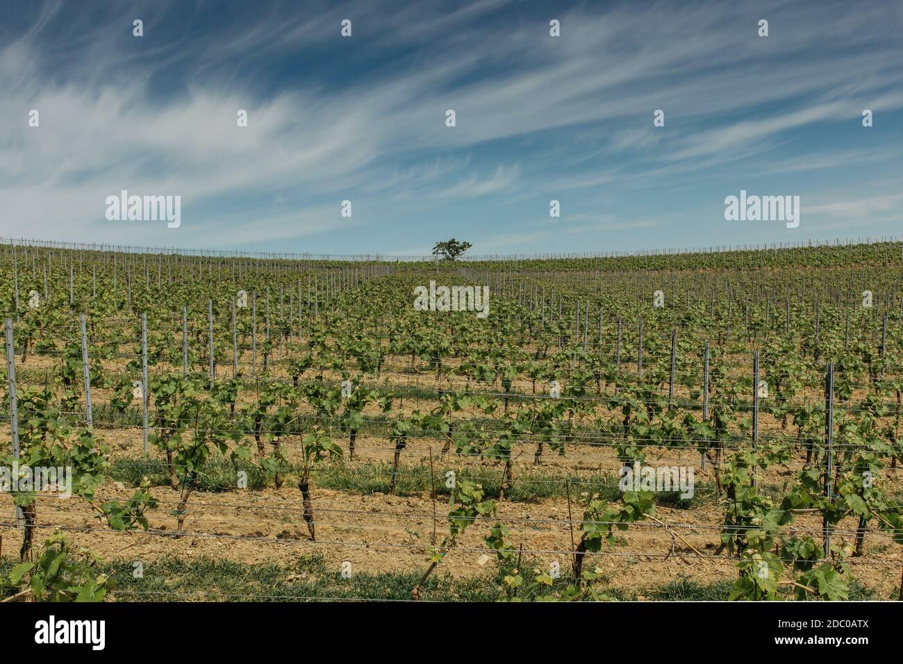 Vigneti, Palava regione, Moravia meridionale, Repubblica Ceca.Primavera paesaggio rurale della natura con alberi in fiore sul verde Hills.Nature sfondo. Foto Stock