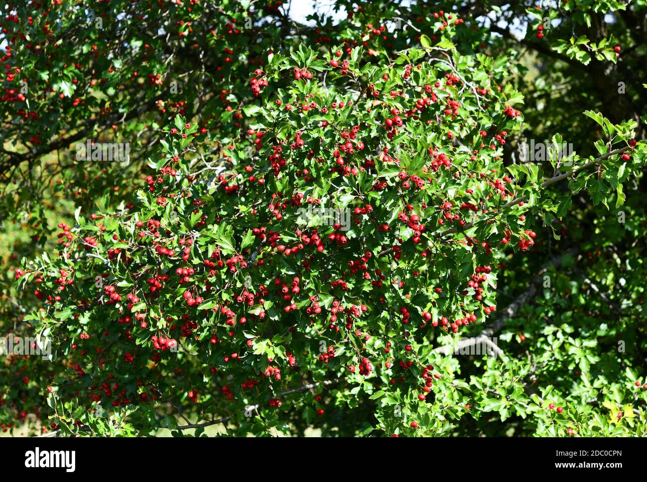 frutti rossi del biancospino Foto Stock