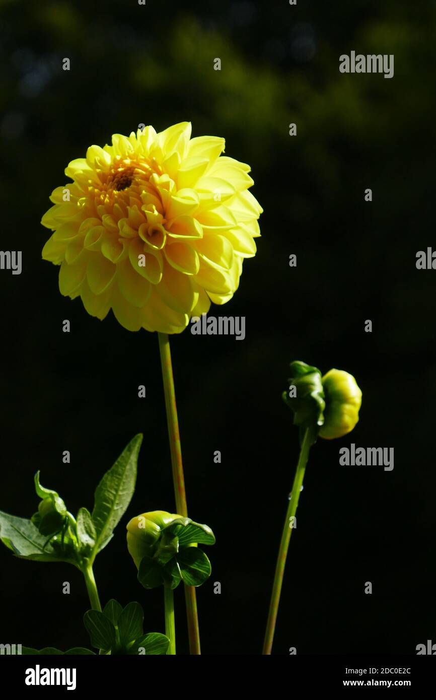 dahlias in fiore giallo Foto Stock