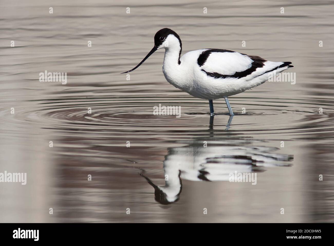 Avocetta - Recurvirostra avosetta Foto Stock