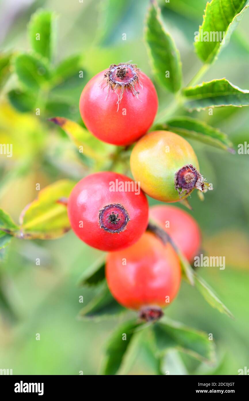 Rosa anche sul bordo della foresta Foto Stock