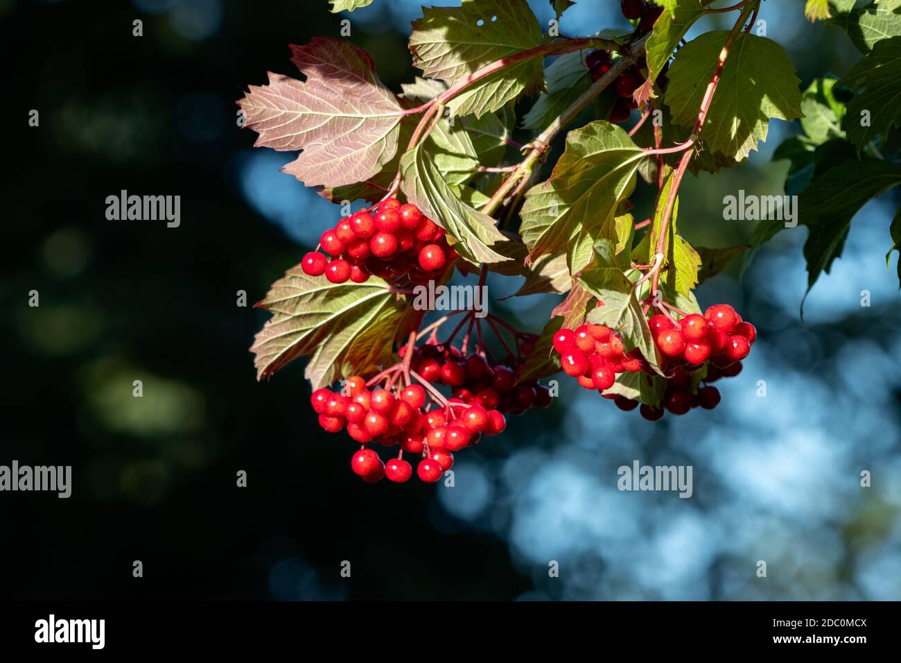 Ganascia nera (Opulus Viburnum) produzione di un sacco di bacche rosse a fine estate Foto Stock
