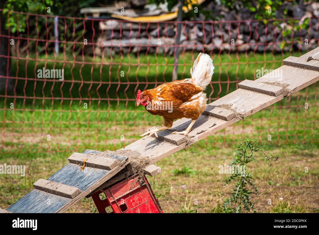 galline che camminano su e giù per la scala di pollo all'aperto Foto Stock