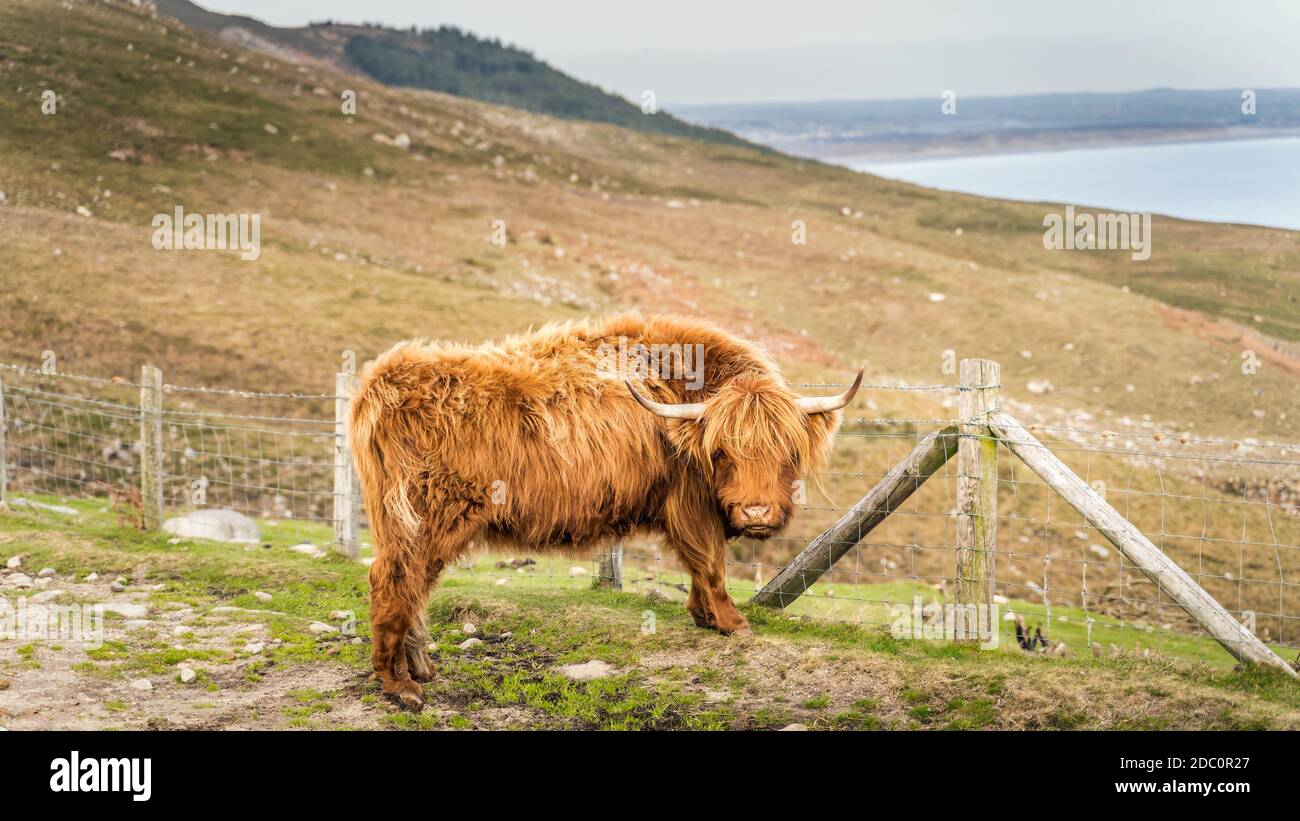 Bellissimo, lungo fured o capelli, zenzero di bestiame scozzese Highland colorato sulla collina di Slieve Donard in Mourn Mountains con il Mare d'Irlanda in backgroun Foto Stock