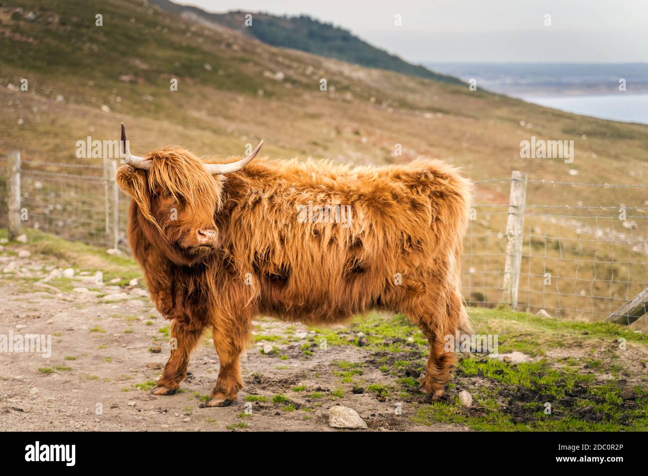 Bellissimo, lungo fured o capelli, zenzero di bestiame scozzese Highland colorato sulla collina di Slieve Donard in Mourn Mountains con il Mare d'Irlanda in backgroun Foto Stock