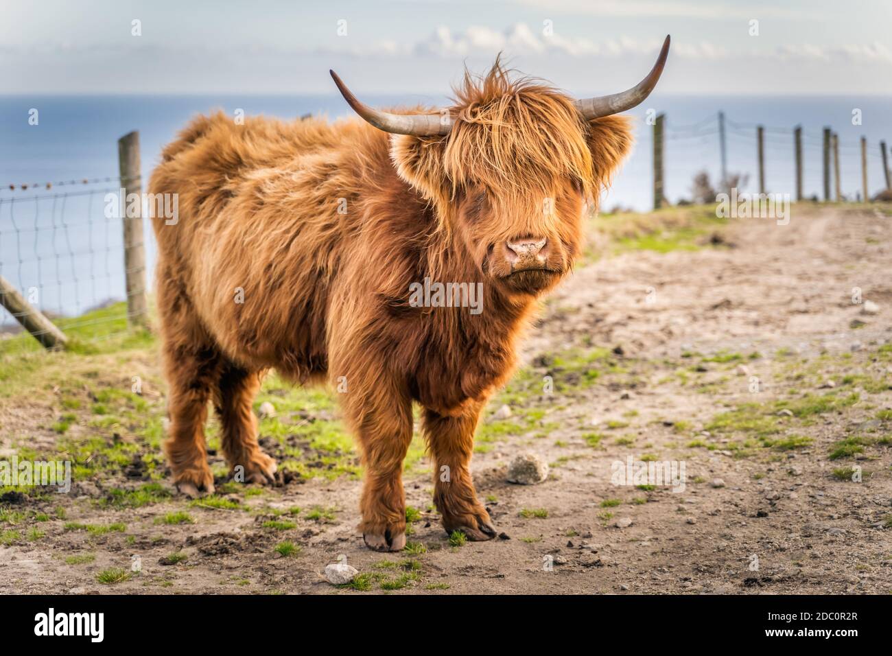 Bellissimo, lungo fured o capelli, zenzero di bestiame scozzese Highland colorato sulla collina di Slieve Donard in Mourn Mountains con il Mare d'Irlanda in backgroun Foto Stock