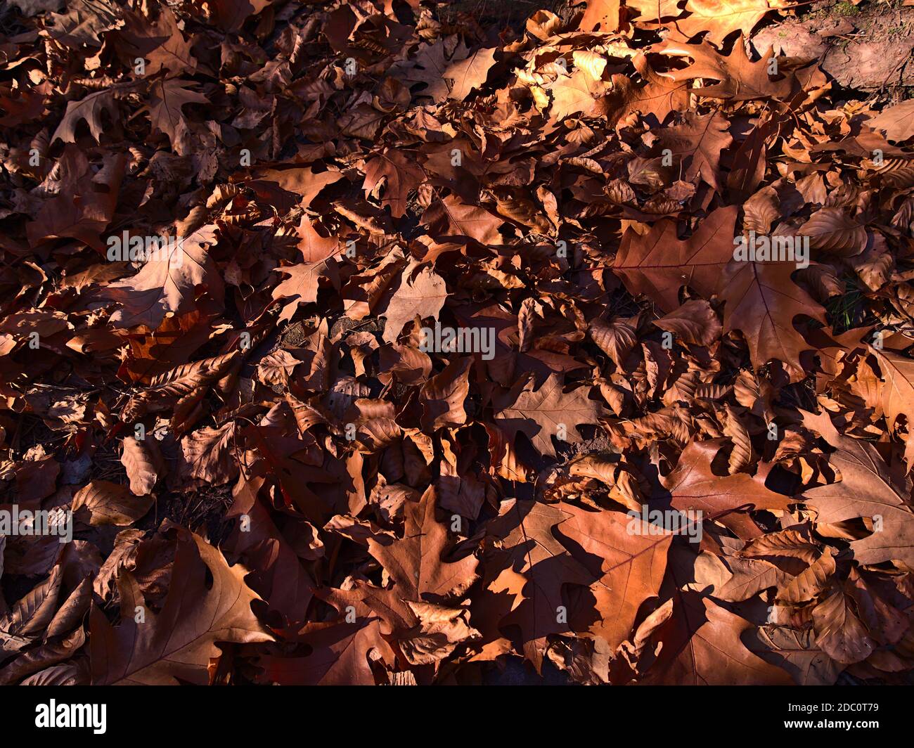 Bella vista ravvicinata di colore marrone folto fogliame di foglie di alberi intemperie su terreno forestale parzialmente illuminato dalla luce solare serale in autunno. Foto Stock