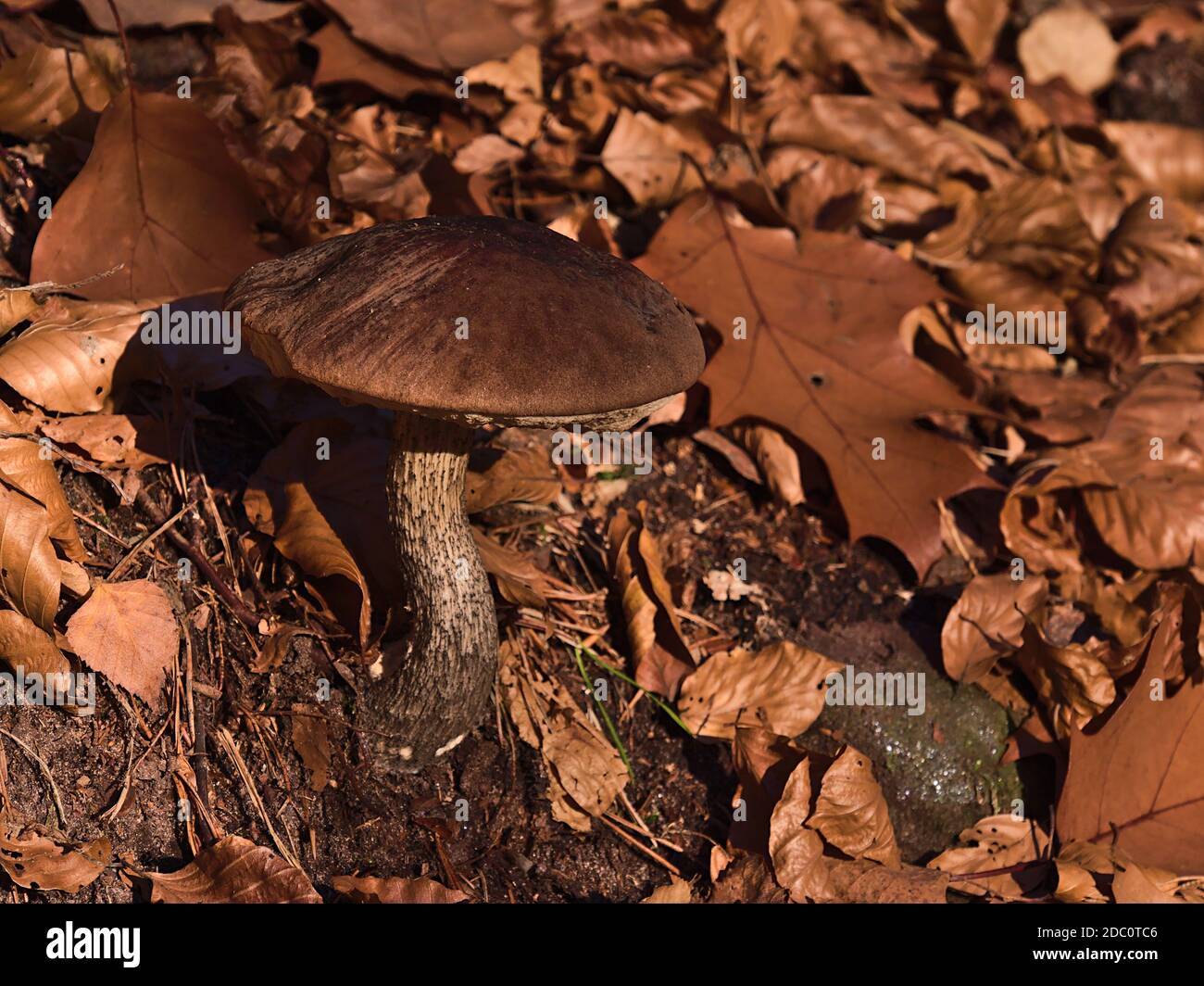 Bella vista closeup di singolo fungo gambo bianco circondato da fogliame di foglie di albero marrone nella luce della sera nella stagione autunnale. Foto Stock