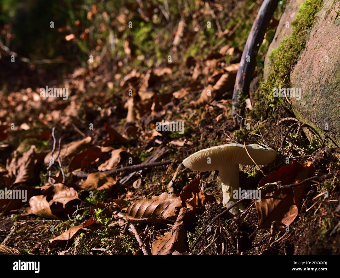 Vista ravvicinata del solitario fungo bianco che cresce sul lato di un sentiero escursionistico coperto da foglie di colore marrone nella Foresta Nera, Germania. Foto Stock