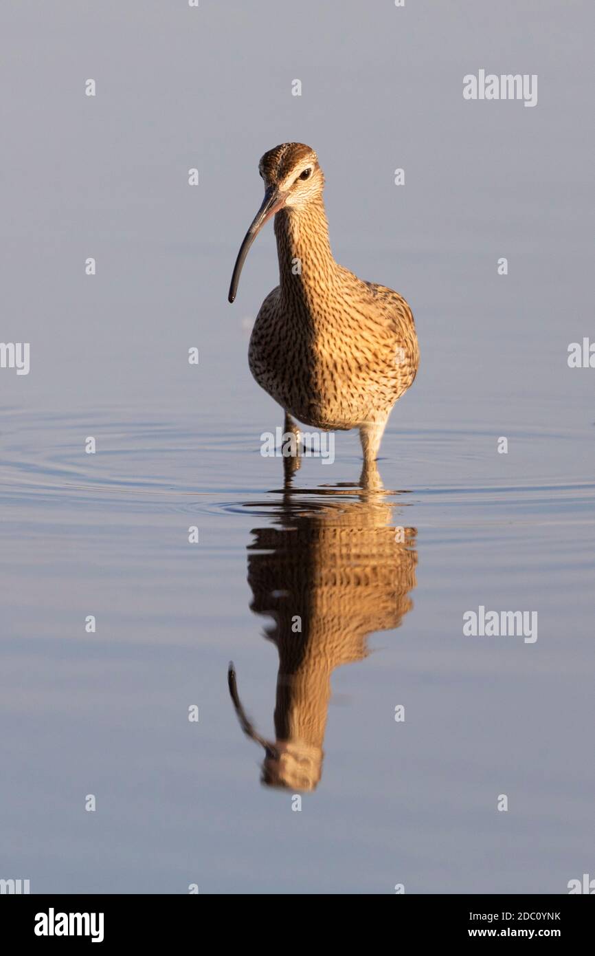 Whimbrel eurasiatico - Numenius phaeopus Foto Stock