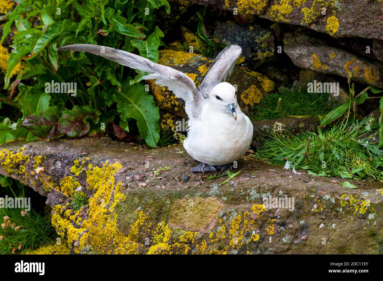 Un fulmar adulto (Fulmaris glacialis) che allunga le sue ali su una sporgenza di scogliera a Droman vicino Kinlochbervie sulla costa nord occidentale di Sutherland, Scotlan Foto Stock