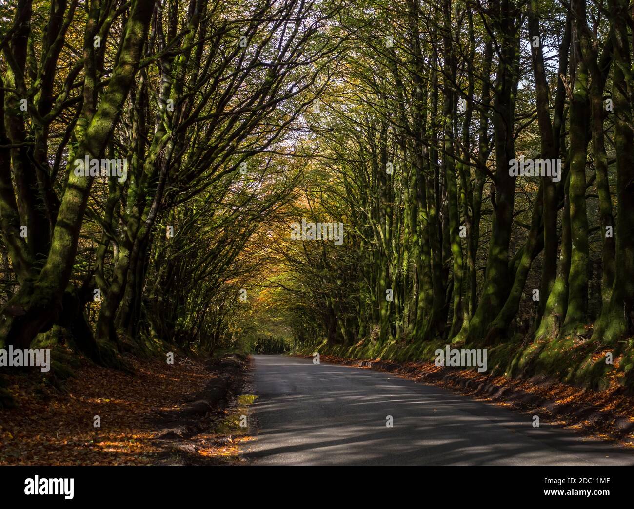 Una strada di campagna del Devon in autunno dopo la pioggia. Inghilterra, Regno Unito. Foto Stock