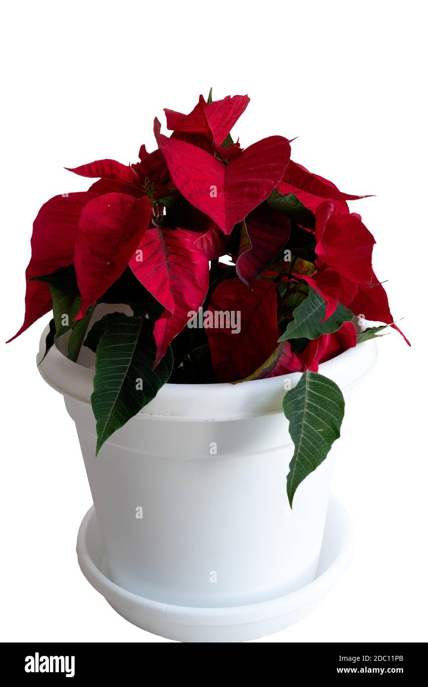 Una splendida pianta di Poinsettia (Euphorbia pulcherrima), detta anche pianta di Natale, in una pentola bianca, su fondo bianco. Foto Stock