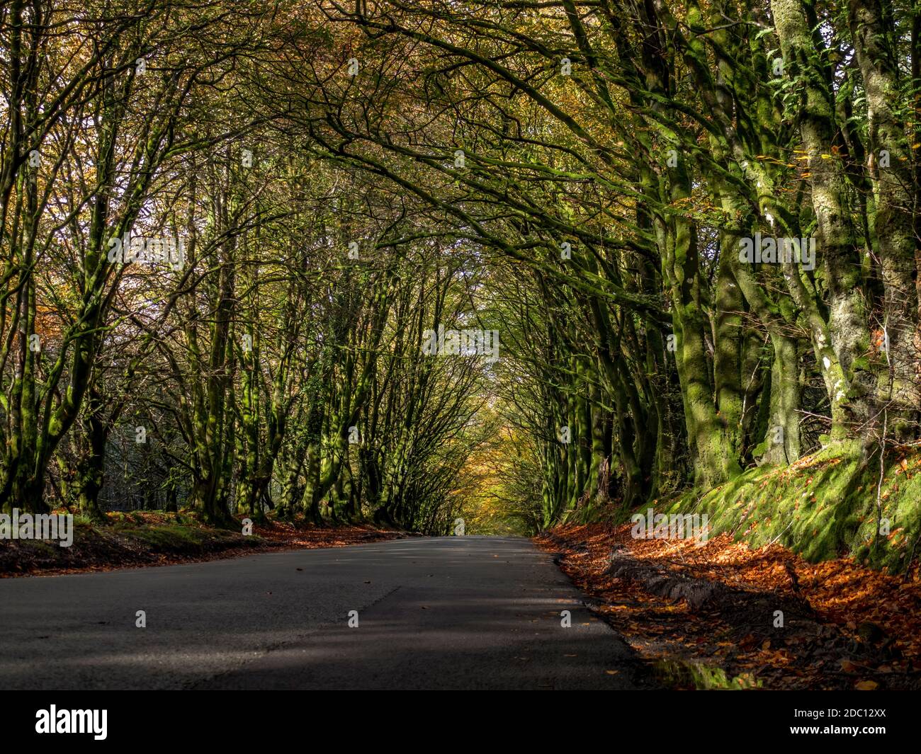 Una strada di campagna del Devon in autunno dopo la pioggia. Inghilterra, Regno Unito. Foto Stock