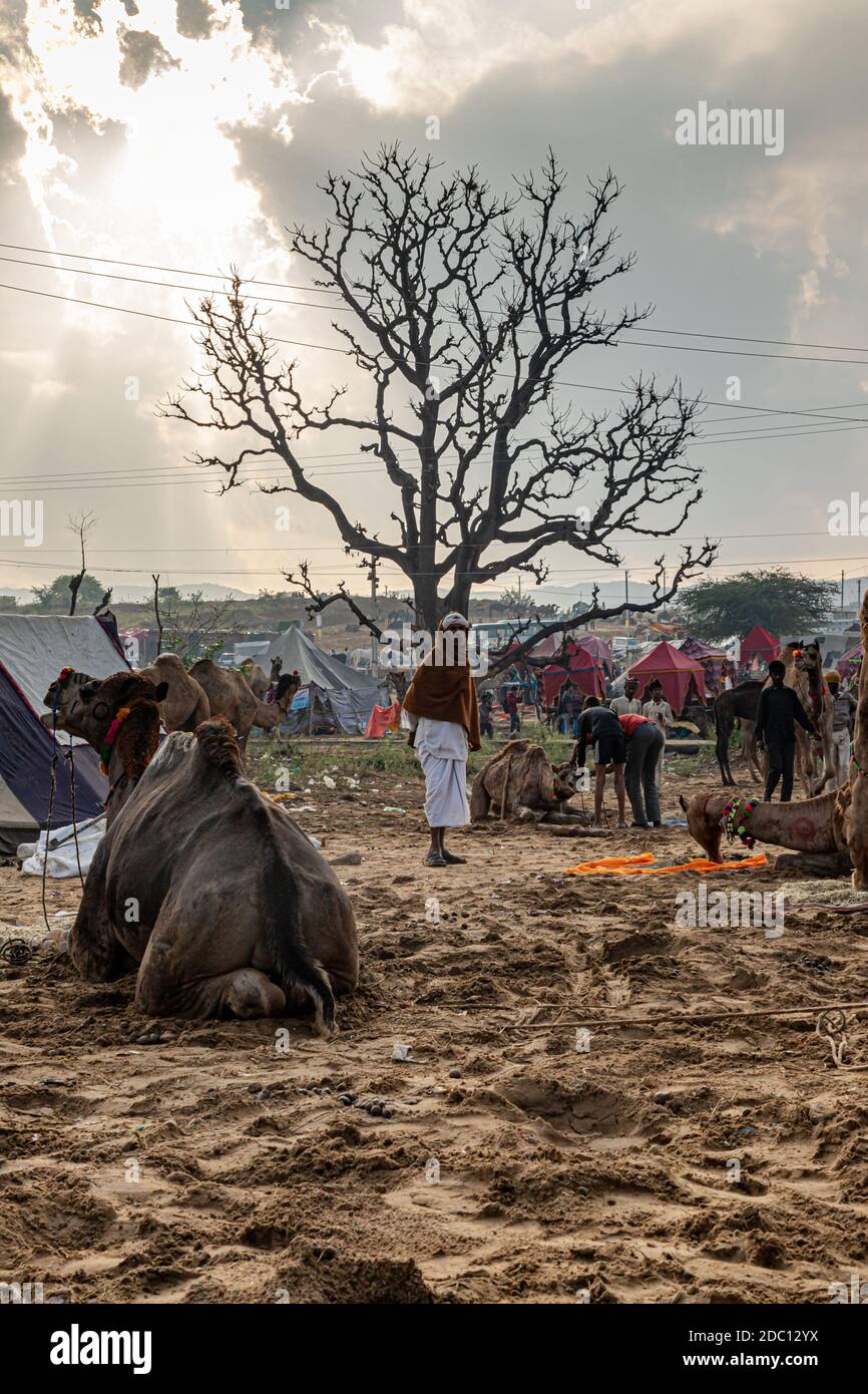 cammello a pushkar mela.famous cammello e fiera del bestiame nella città di pushkar.farmers e commercianti da tutto il rajasthan gregge la fiera annuale. Foto Stock