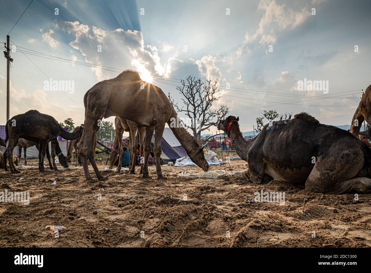 cammelli a pushkar mela.famous cammello e fiera del bestiame nella città di pushkar.farmers e commercianti da tutto il rajasthan gregge la fiera annuale. Foto Stock