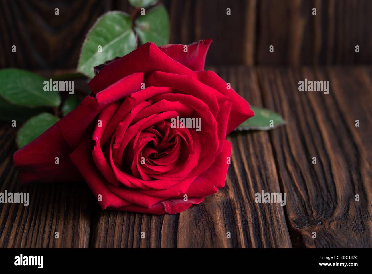 Grande rosa rossa adagiata sulle vecchie tavole di legno marrone primo piano Foto Stock