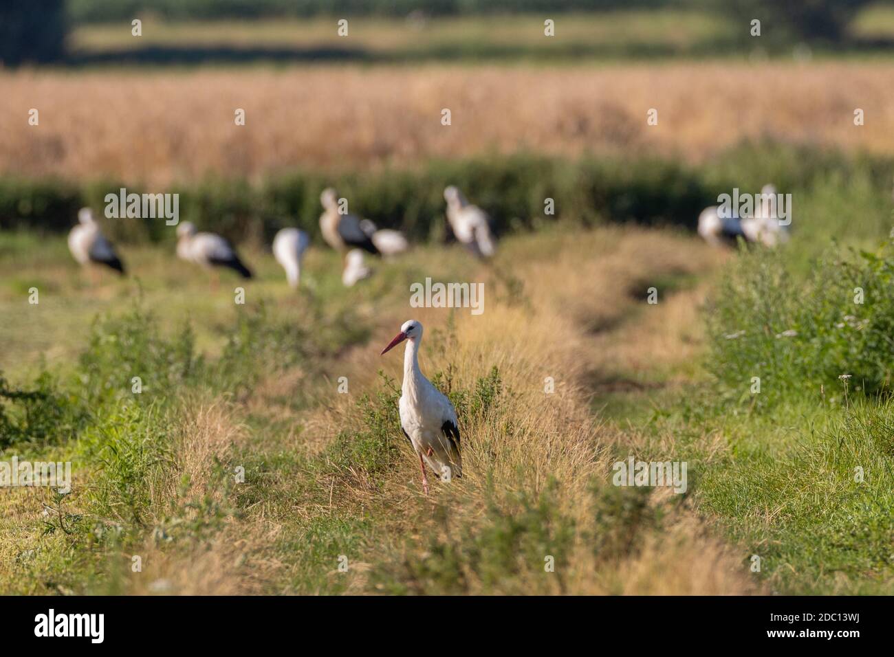 Gruppo di White Stork in prato con un singolo di fronte, Podlaskie Voivodato, Polonia, Europa Foto Stock