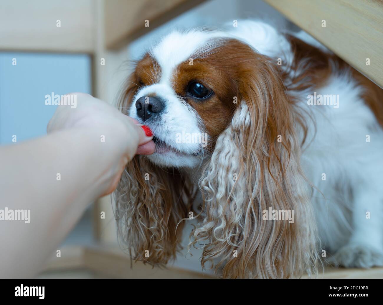 Il Cavalier re Charles Spaniel cane mangia dalla mano del suo proprietario durante l'allenamento. Fiducia totale. Vita domestica. Foto in primo piano dello stile di vita Foto Stock