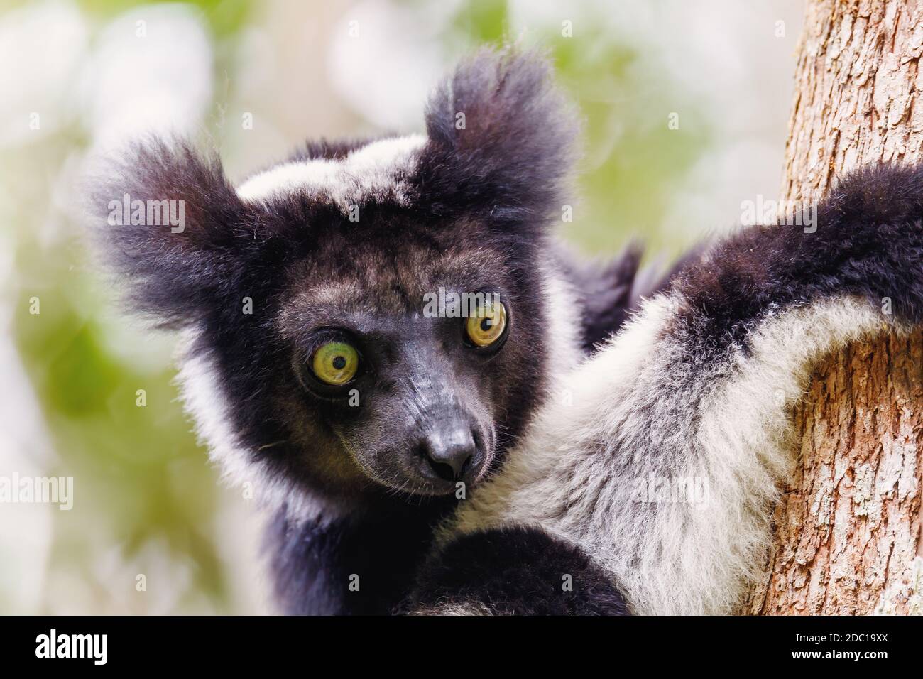 Testa di nero e bianco Lemur Indri (Indri indri), chiamato anche il babakoto, impiccato sull'albero in habitat naturale. Andasibe - Parco Nazionale di Analamazaotra Foto Stock