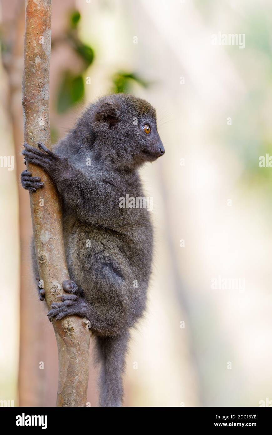 Minore orientale bamboo lemur (Hapalemur griseus) noto come il grigio lemure di bambù e il grigio lemure dolce. Andasibe Madagascar Vakona riserva privata. Foto Stock