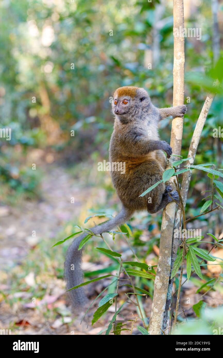 Minore orientale bamboo lemur (Hapalemur griseus) noto come il grigio lemure di bambù e il grigio lemure dolce. Andasibe Madagascar Vakona riserva privata. Foto Stock