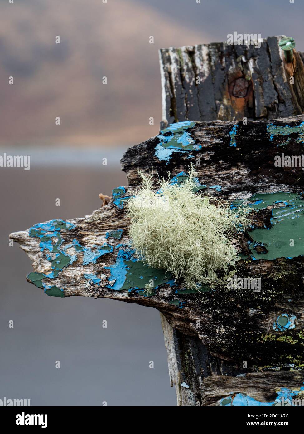 Decadimento navi in legno e Lichen background Foto Stock