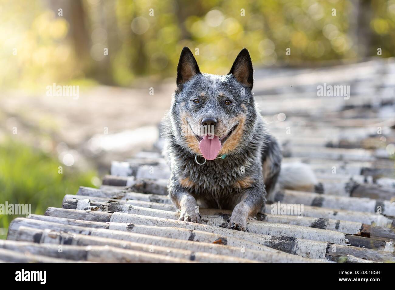 Il cane heeler blu è sdraiato su un ponte di legno nella foresta. Ritratto del cane australiano di bestiame grigio purebred in natura. Foto Stock