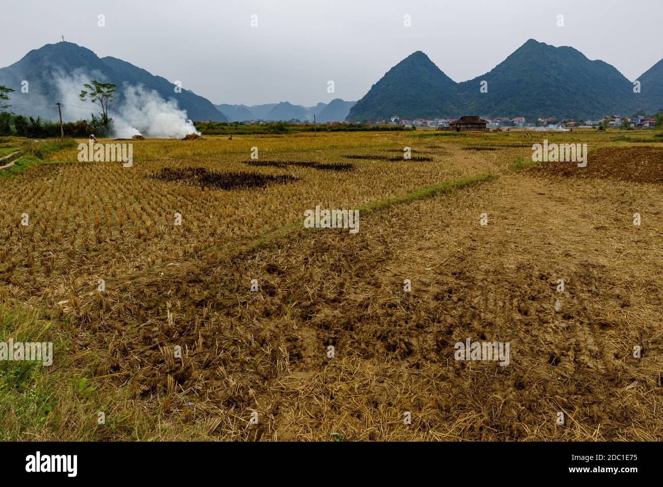Campo di riso nella Valle del Figlio Bac del Vietnam Foto Stock