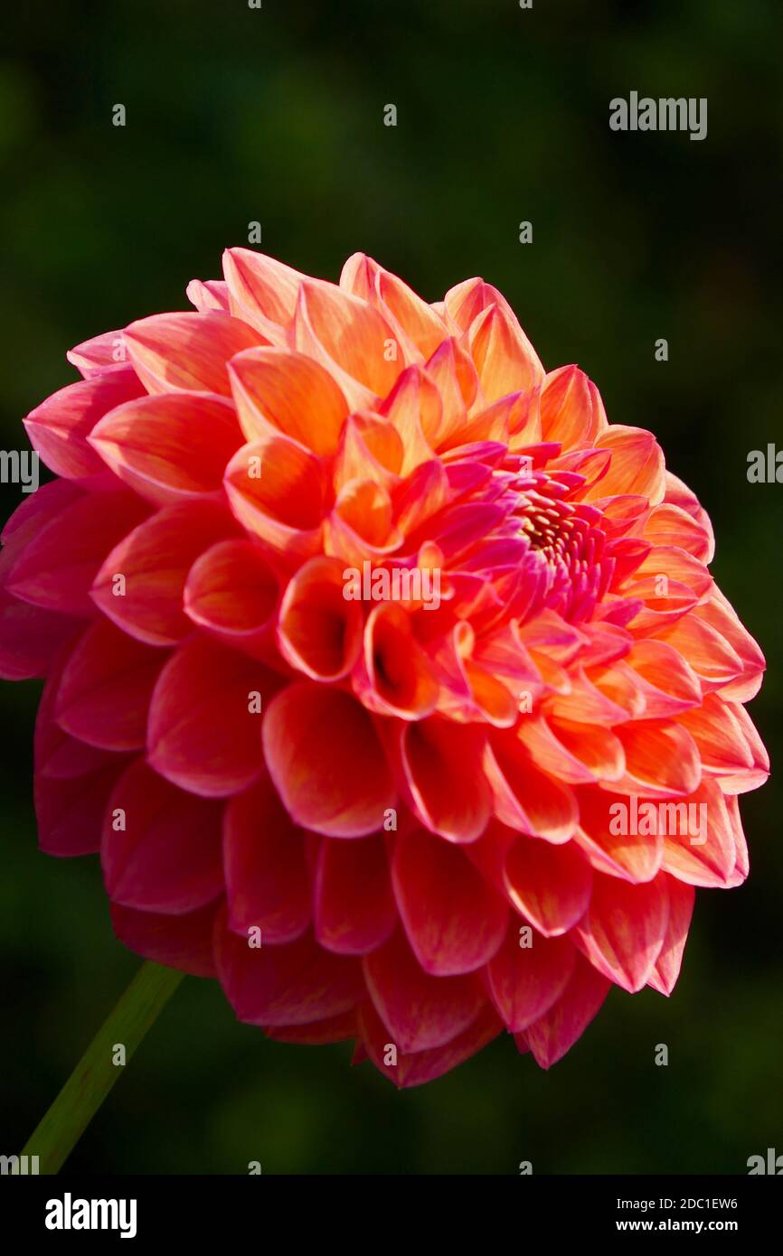 Robin Hood dahlia Foto Stock