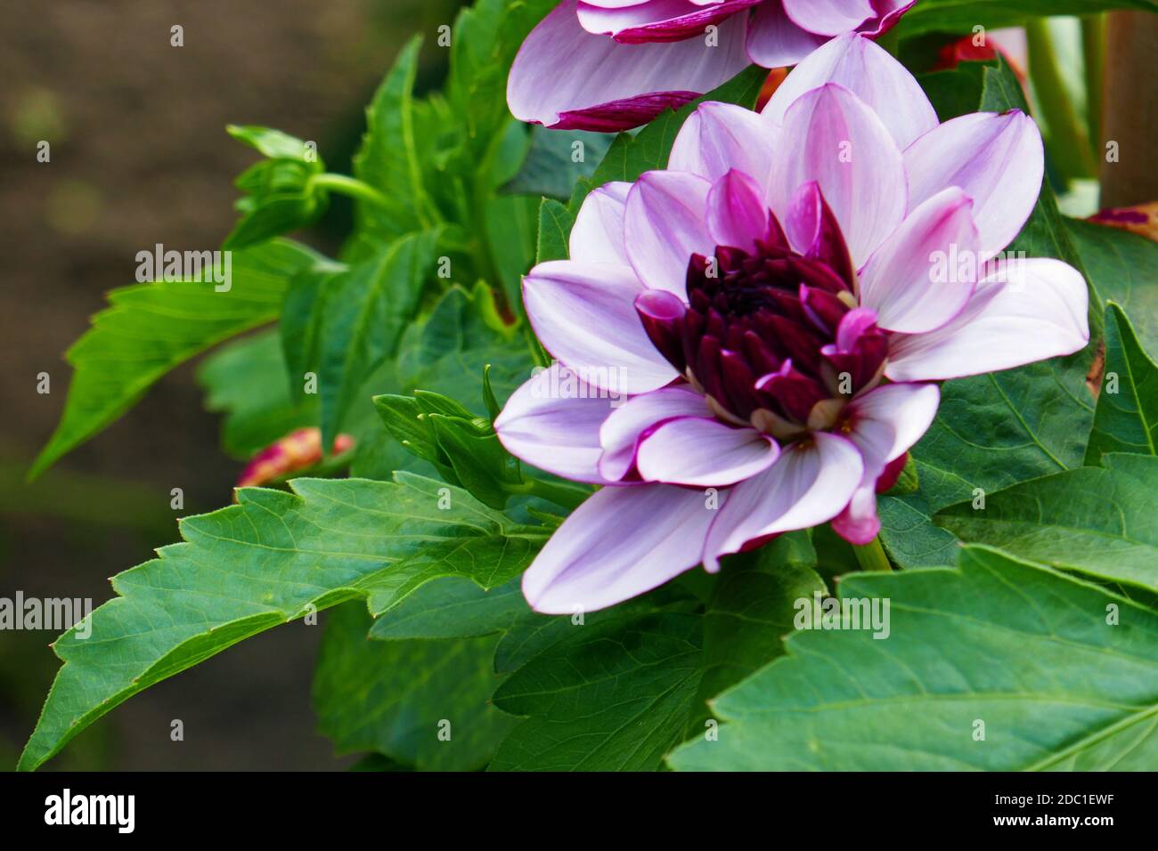 crema di cassis dahlia Foto Stock