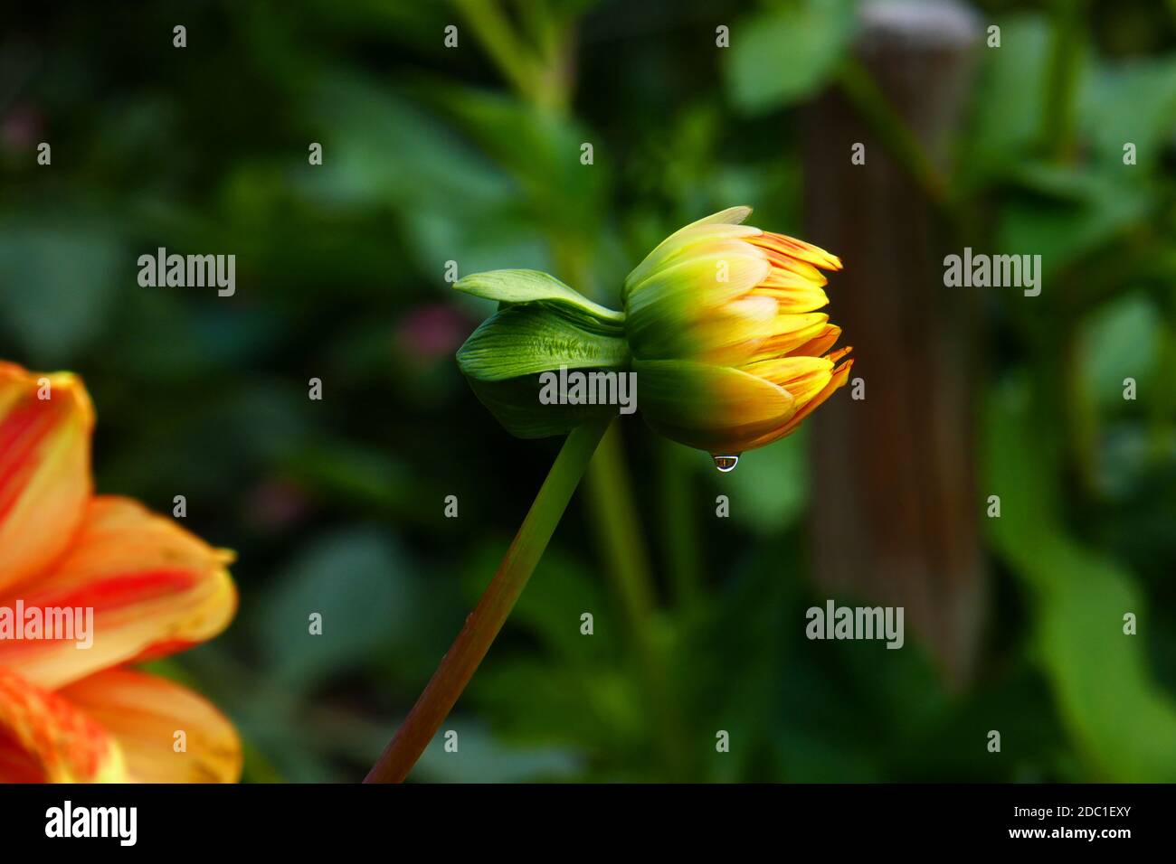 Loki Schmidt dahlia Foto Stock