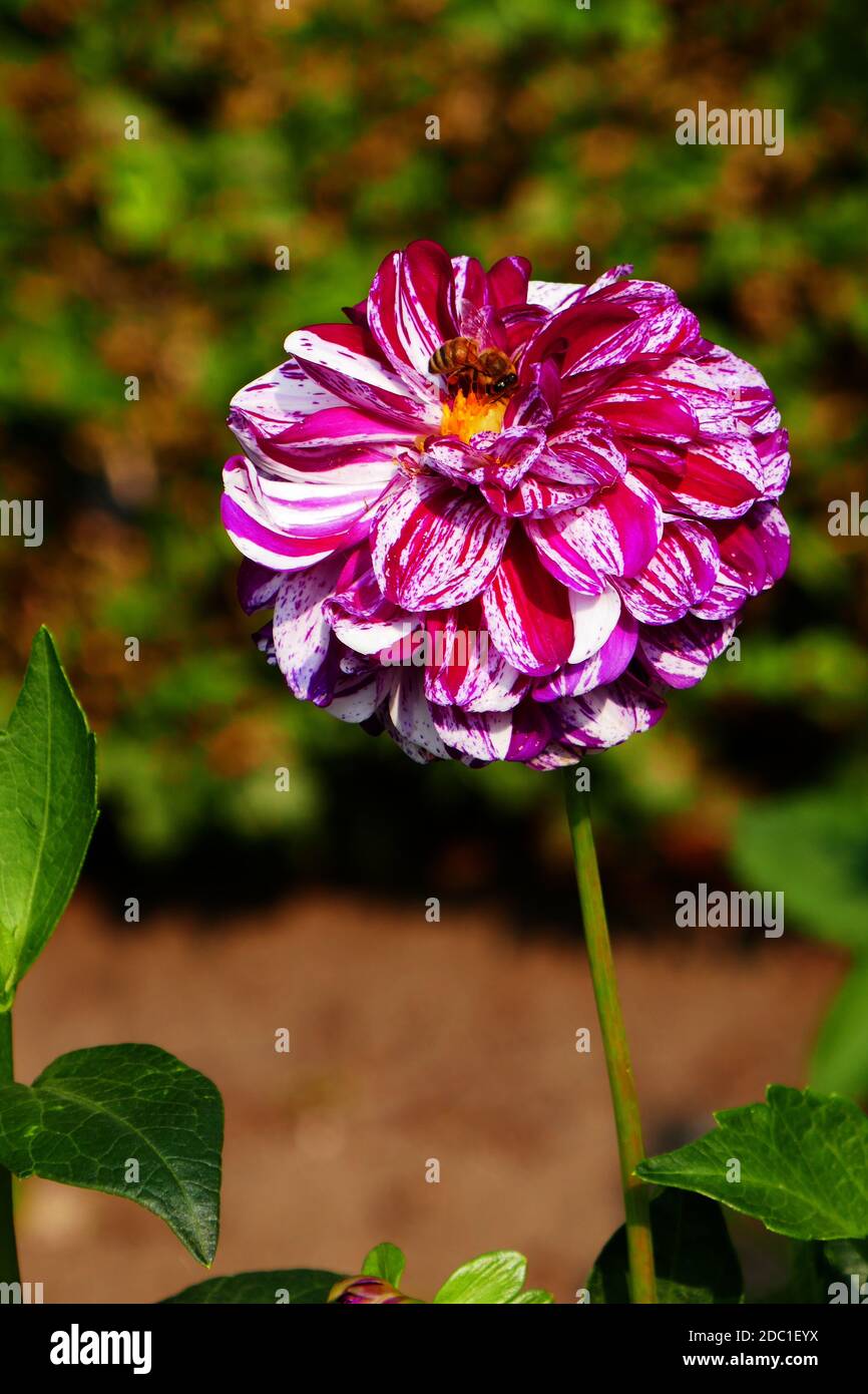 Palla Dahlie, palla di marmo Foto Stock