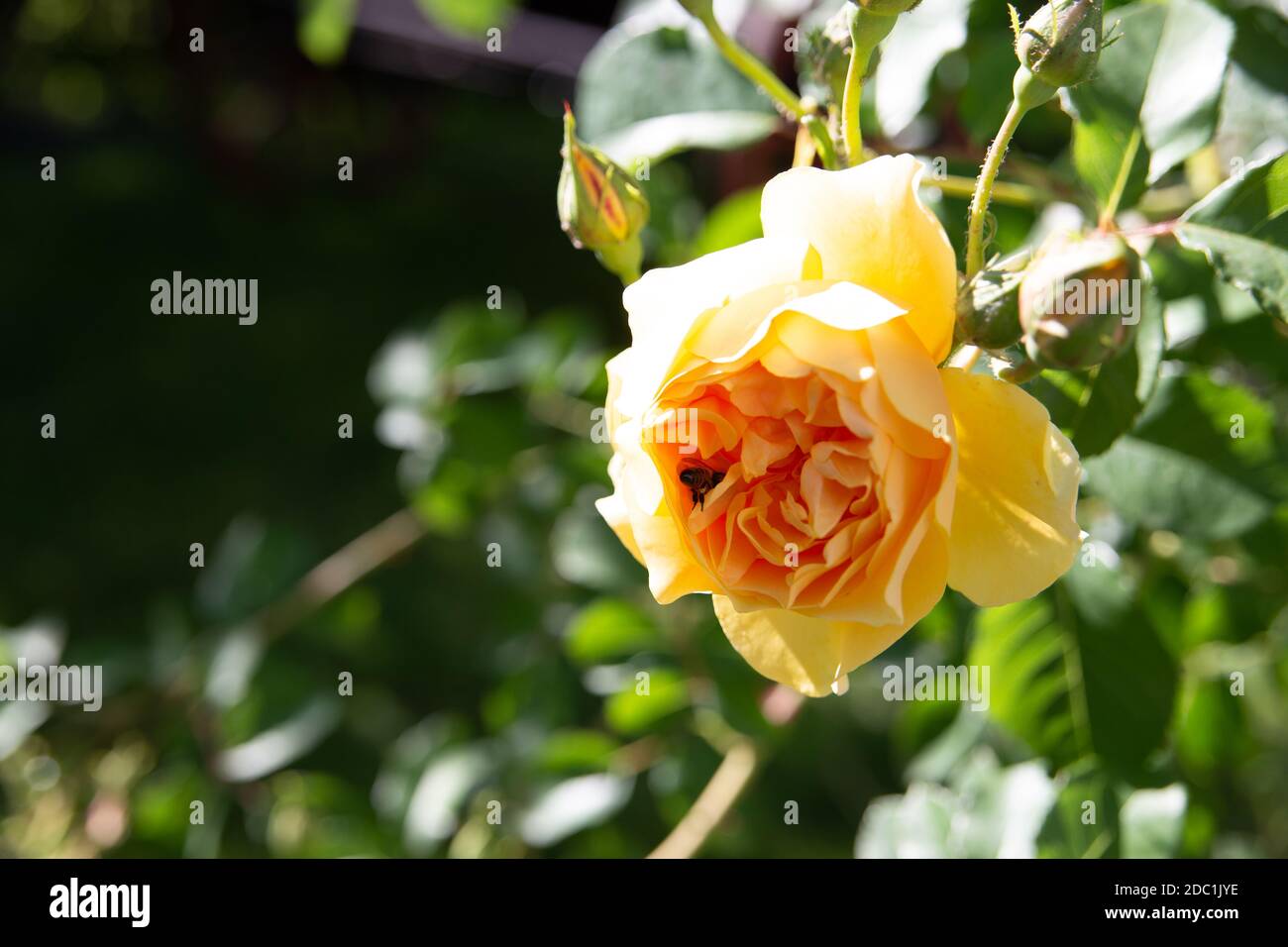 Bella rosa gialla Foto Stock