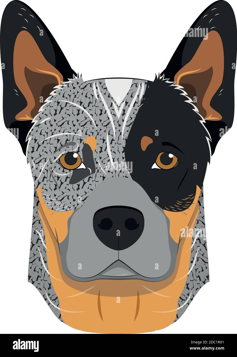 Cane australiano bovino isolato su sfondo bianco illustrazione vettoriale Illustrazione Vettoriale