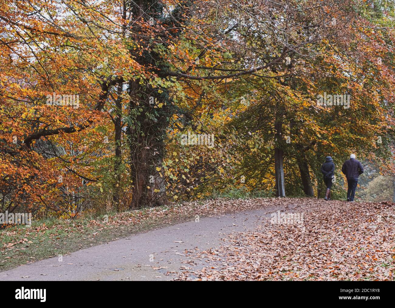 La gente fuori cammina tra gli alberi autunnali sulla tenuta di Blenheim, Oxfordshire. Foto Stock