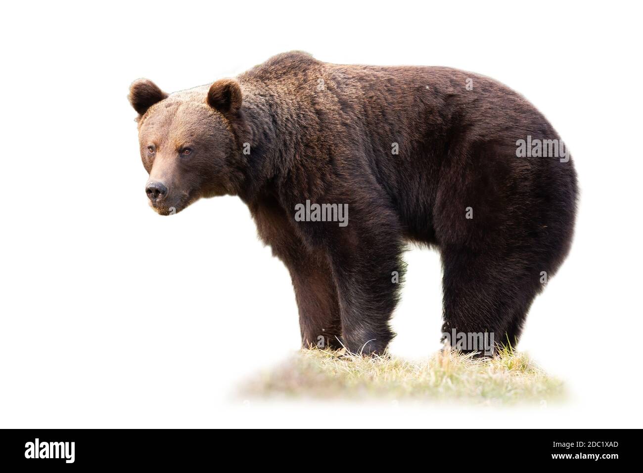 Grande orso bruno, ursus arctos, in piedi su erba isolato su sfondo bianco. Enorme mammifero che guarda su prato asciutto tagliato su bianco. Creatura marrone selvatica Foto Stock