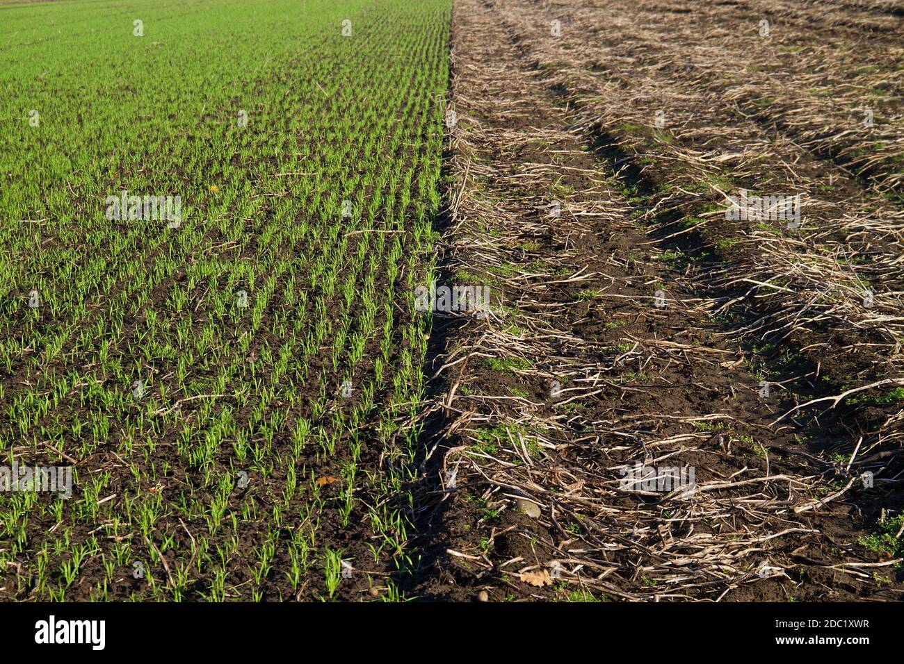 Rotazione del raccolto: Cereale invernale giovane, seminato accanto ad un campo di patate raccolto in autunno Foto Stock Rotazione del raccolto: Cereale invernale giovane, seminato accanto ad un campo di patate raccolto in autunno Foto Stock