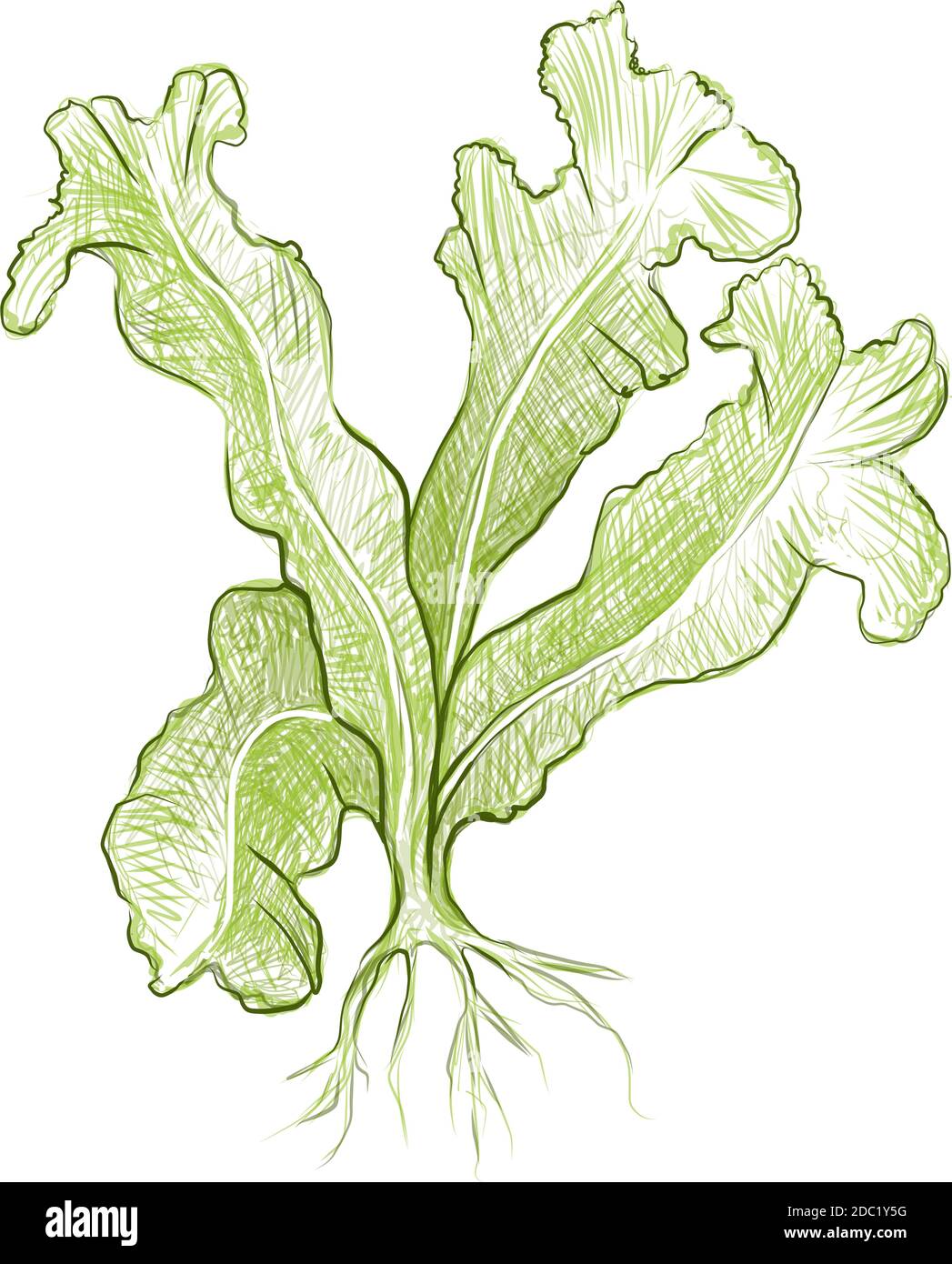 Illustrazione delle piante di Nest di uccello verde o di Asplenium Nidus per la decorazione del giardino. Illustrazione Vettoriale