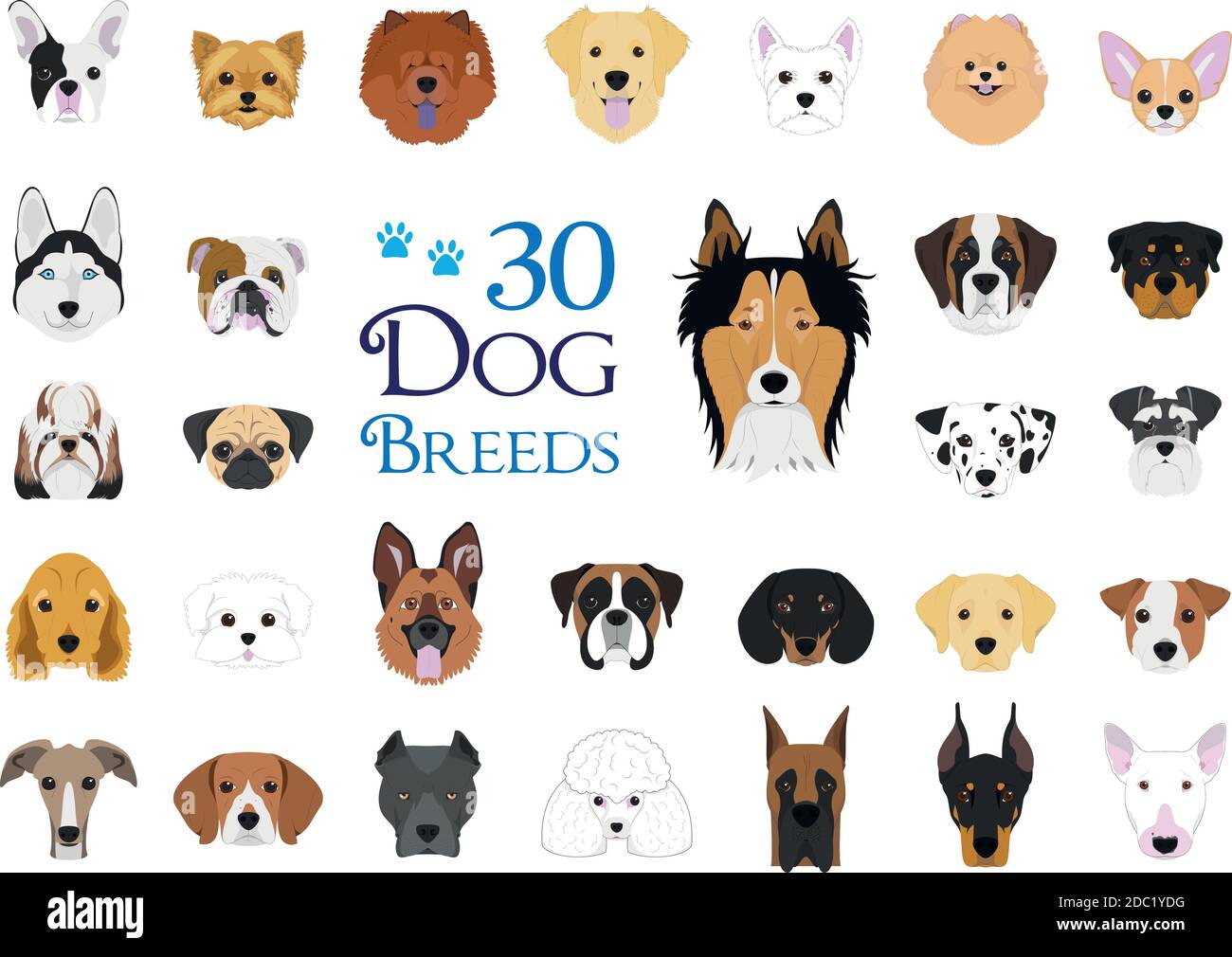 Razze di cani Collezione vettoriale: Insieme di 30 razze di cani diverse in stile cartone animato. Illustrazione Vettoriale