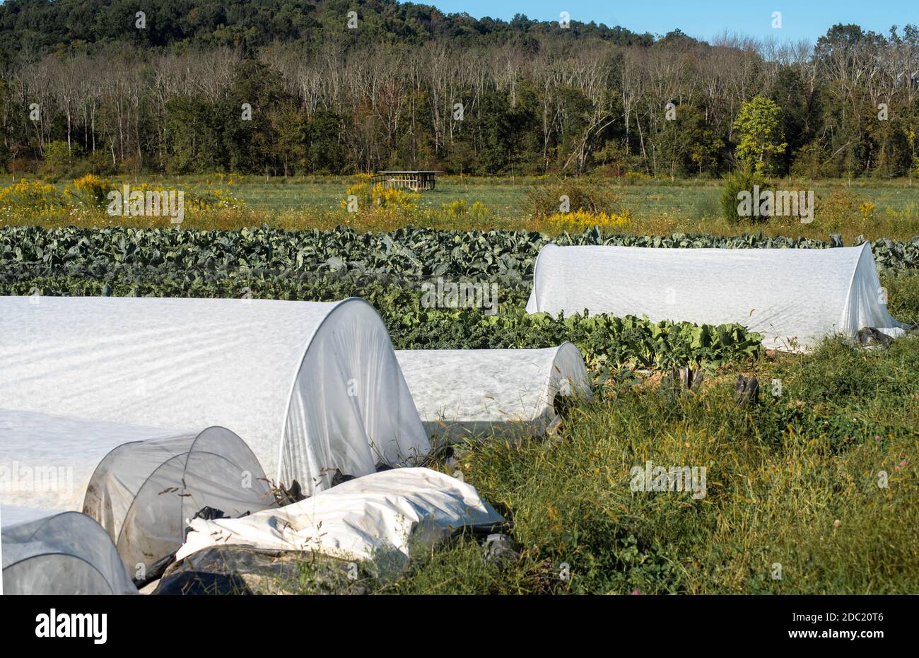 File di verdure verdi e coperture di raccolto bianche su questo giardino organico ben mantenuto. Foto Stock