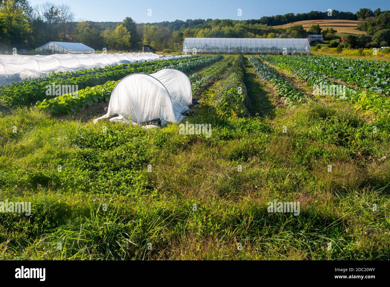 Immagine full frame di un orto biologico in un'ora d'oro di luce solare. File di verdure verdi e copri di fila bianchi con serra nella produzione i Foto Stock
