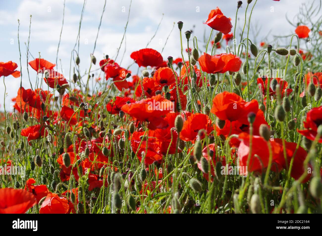 Papaveri che crescono in un campo con cielo blu e soleggiato Foto Stock
