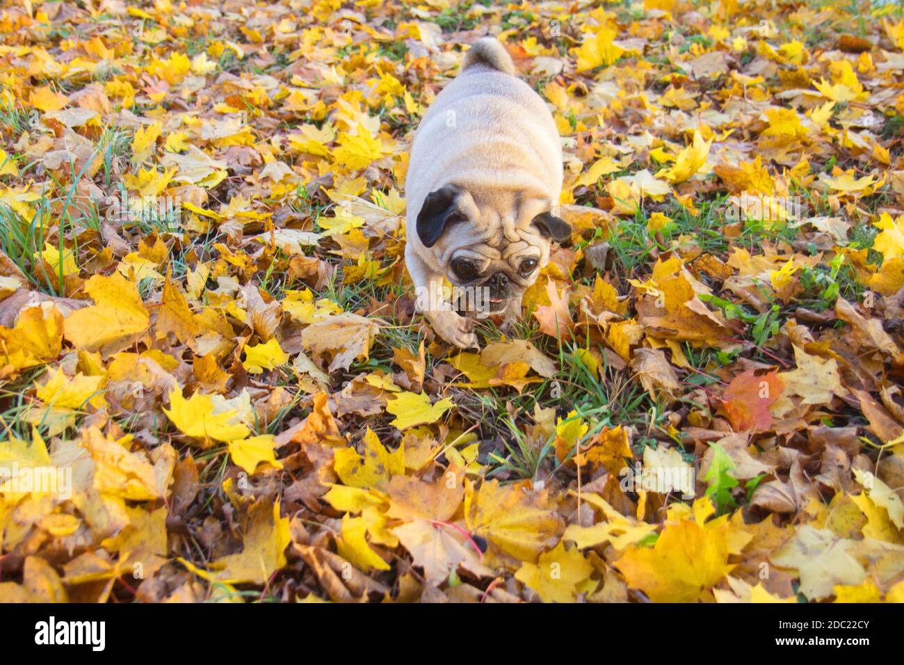 Un cane della razza pug cammina in autunno parcheggio Foto Stock