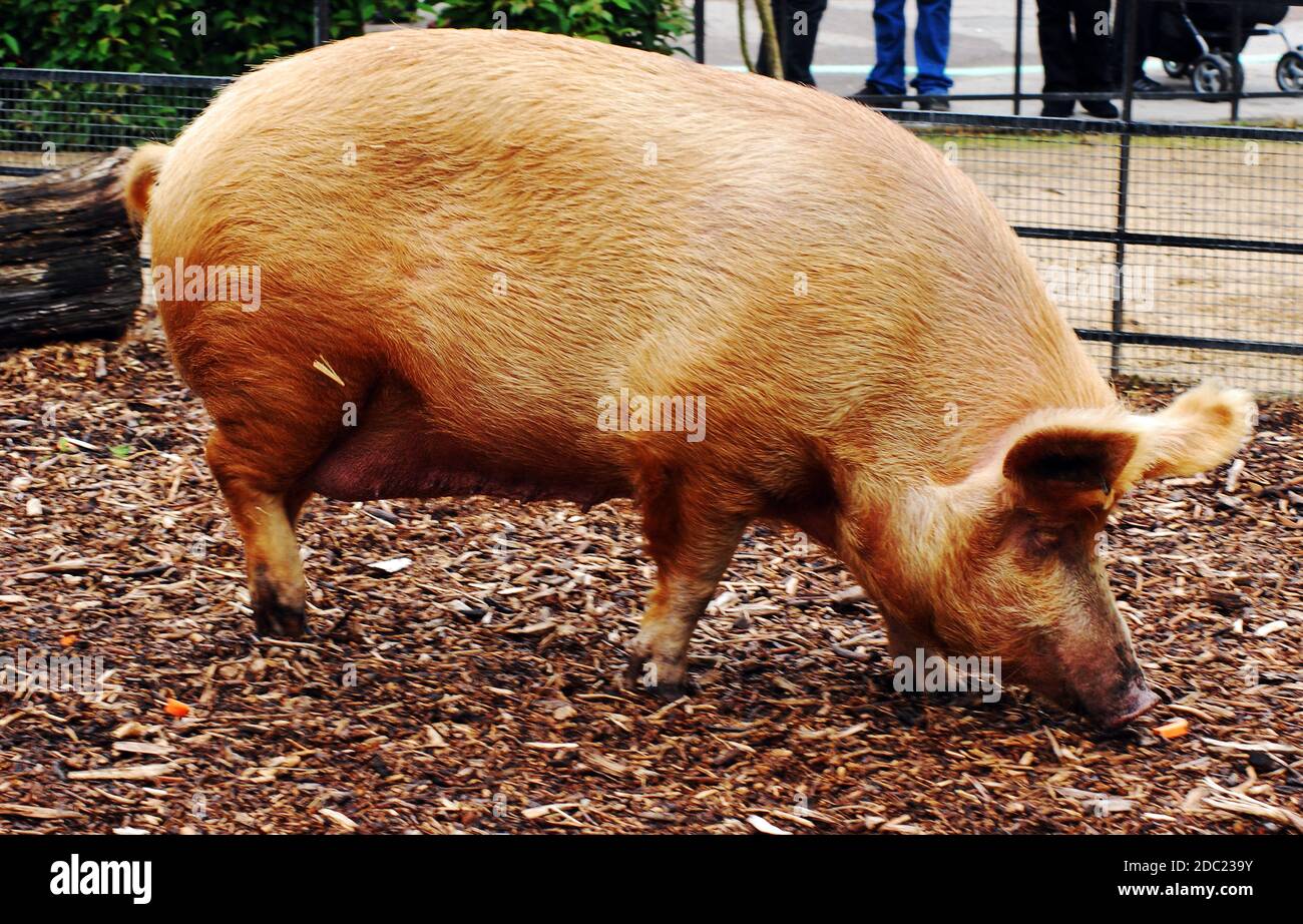 Tamworth, conosciuto anche come Sandy Back a o Tam, un maiale domestico originario di Tamworth, Staffordshire, Regno Unito, tra le più antiche razze di suini Foto Stock