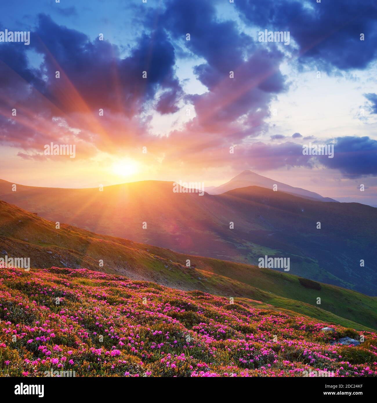 Paesaggio di primavera in montagna con fiore di rododendro e il cielo con il cloud Foto Stock